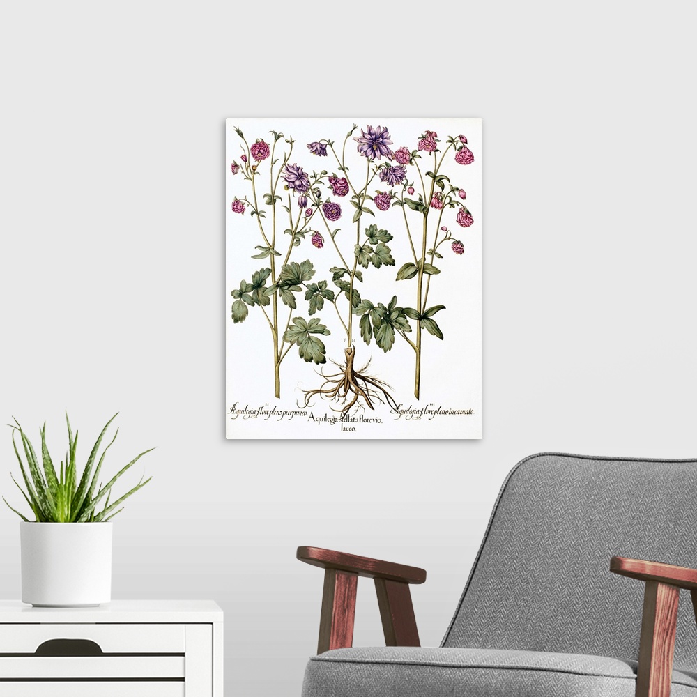 A modern room featuring Columbine flowers. 17th century artwork of flowers from three columbine (Aquilegia sp.) plants. T...