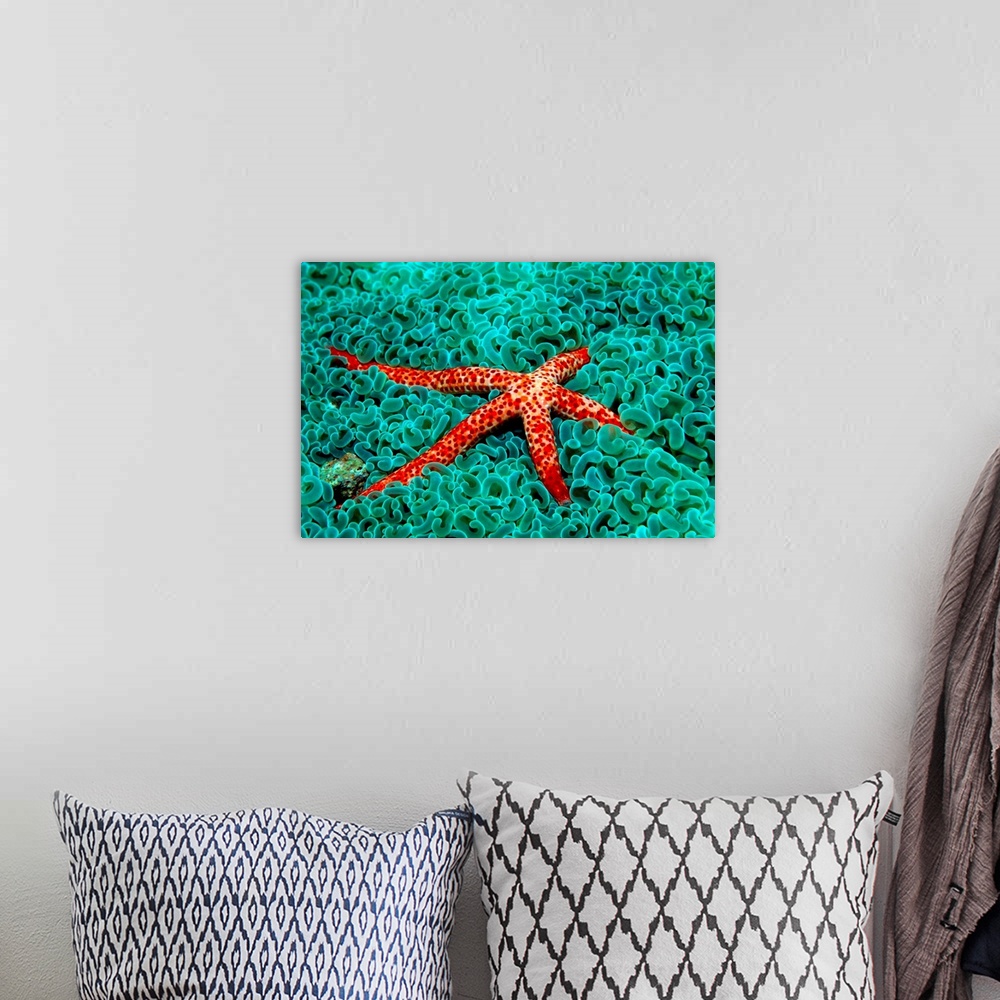 A bohemian room featuring Vibrant sea star laying amongst cool toned coral.