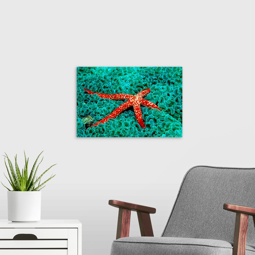 A modern room featuring Vibrant sea star laying amongst cool toned coral.