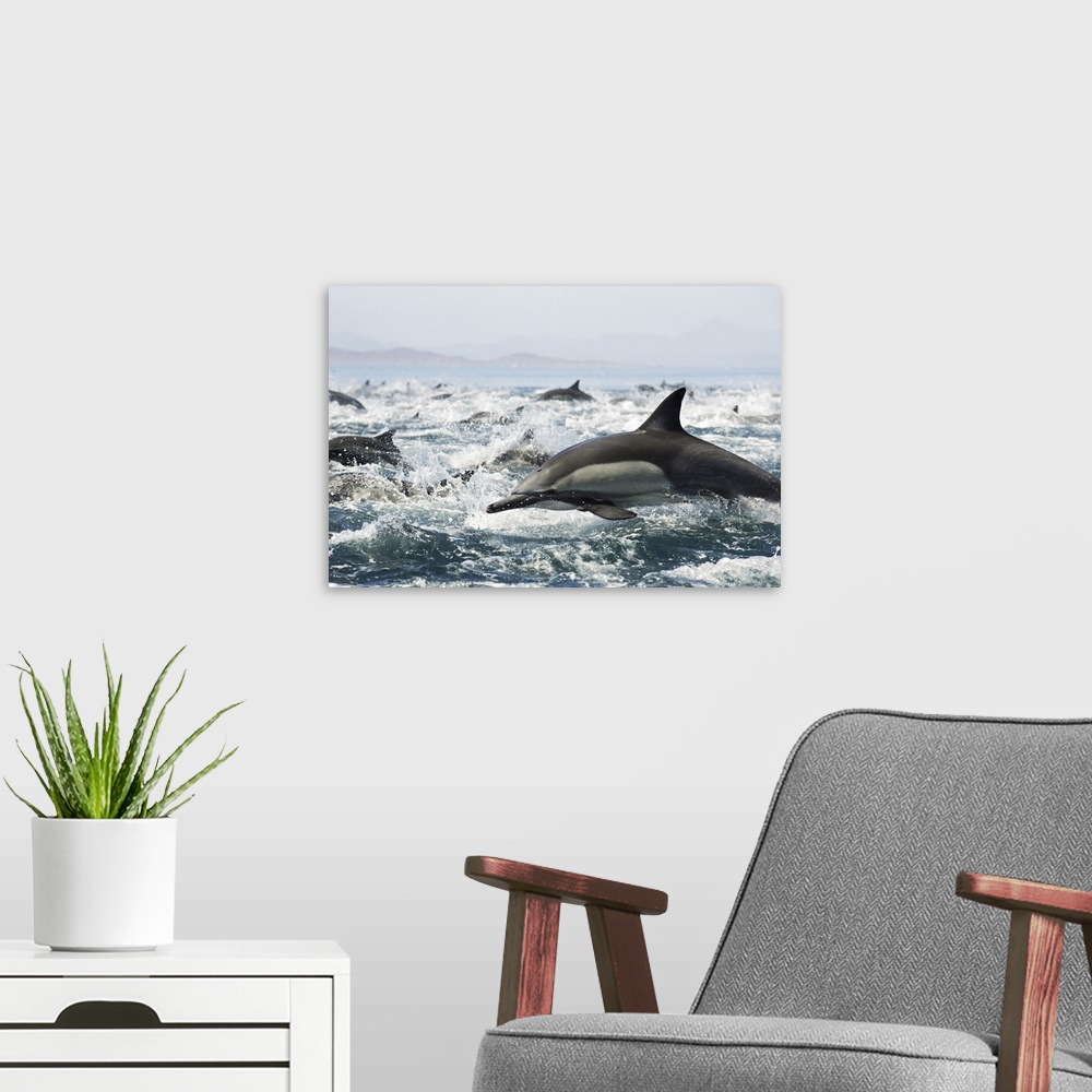 A modern room featuring Common dolphins (Delphinus delphis) fleeing an attack from killer whales.