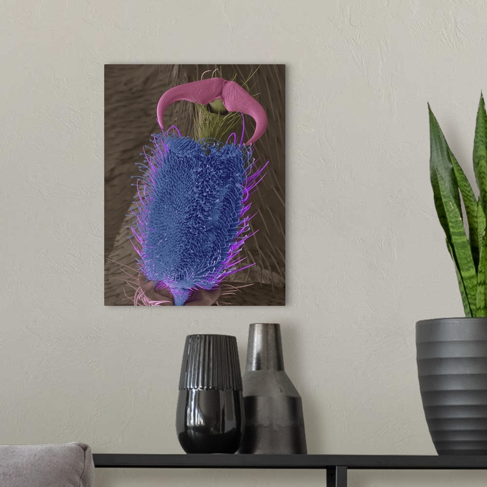 A modern room featuring Coloured scanning electron micrograph (SEM) of Common firefly leg tarsus, pulvillar pad and claw ...