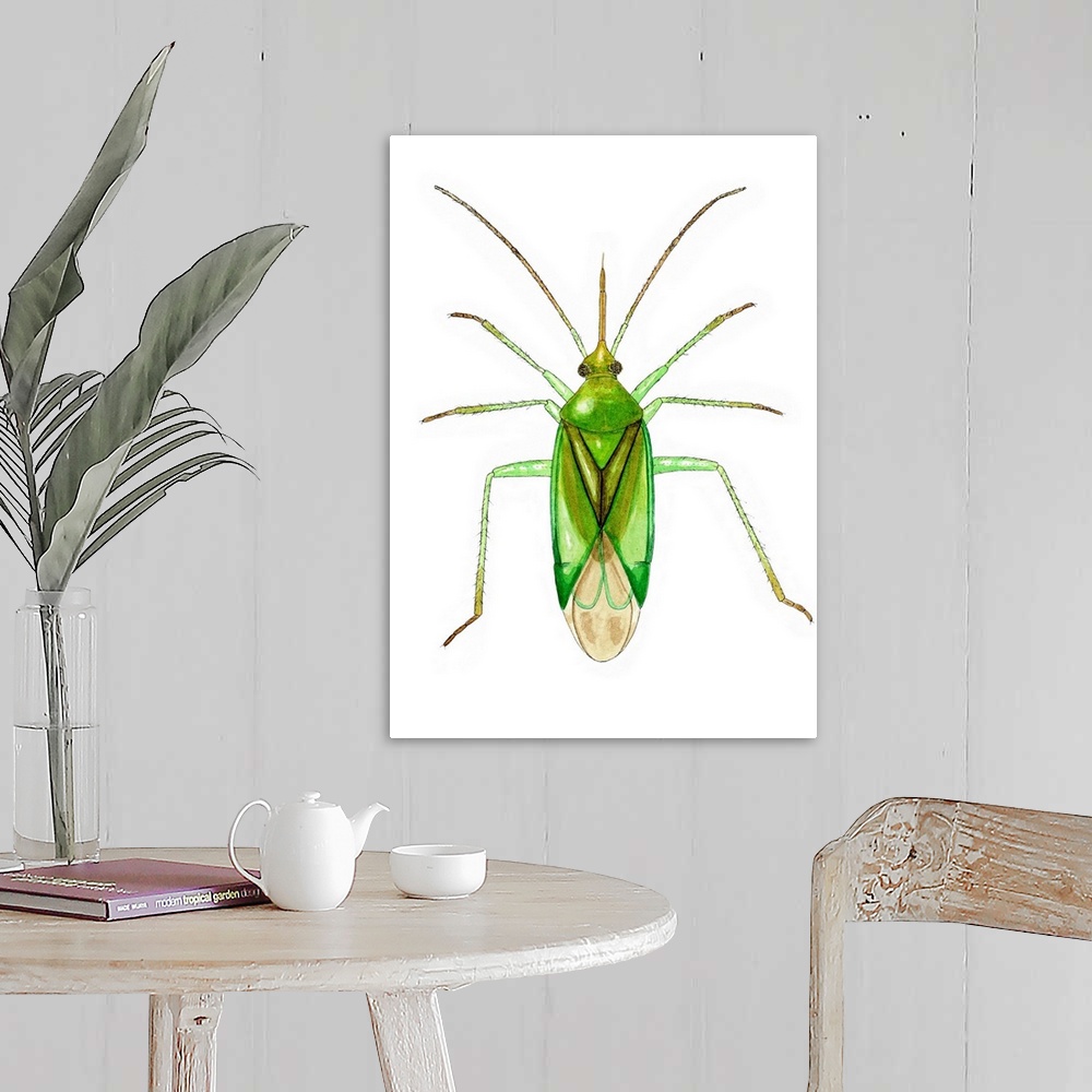A farmhouse room featuring Common green capsid bug (Lygocoris pabulinus), artwork. This species of plant bug measures betwee...