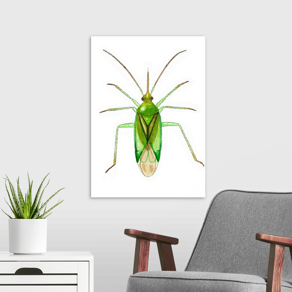 A modern room featuring Common green capsid bug (Lygocoris pabulinus), artwork. This species of plant bug measures betwee...