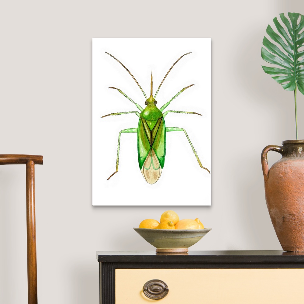 A traditional room featuring Common green capsid bug (Lygocoris pabulinus), artwork. This species of plant bug measures betwee...
