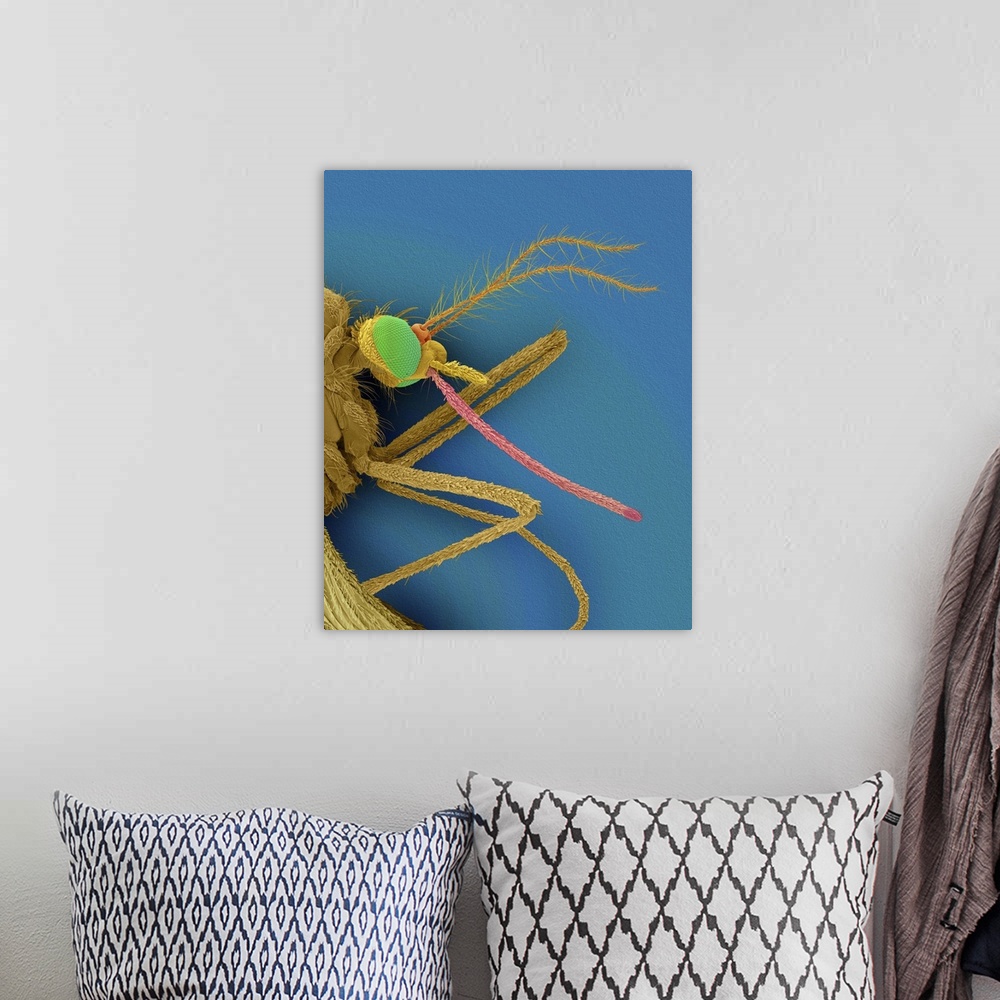 A bohemian room featuring Coloured scanning electron micrograph (SEM) of Common house mosquito (Culex pipiens). A female mo...