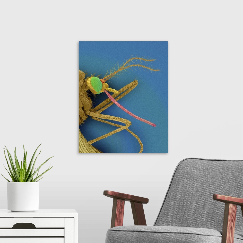 A modern room featuring Coloured scanning electron micrograph (SEM) of Common house mosquito (Culex pipiens). A female mo...