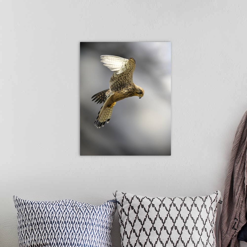 A bohemian room featuring Common kestrel (Falco tinnunculus) hunting for prey. The kestrel hovers by flying into the wind o...
