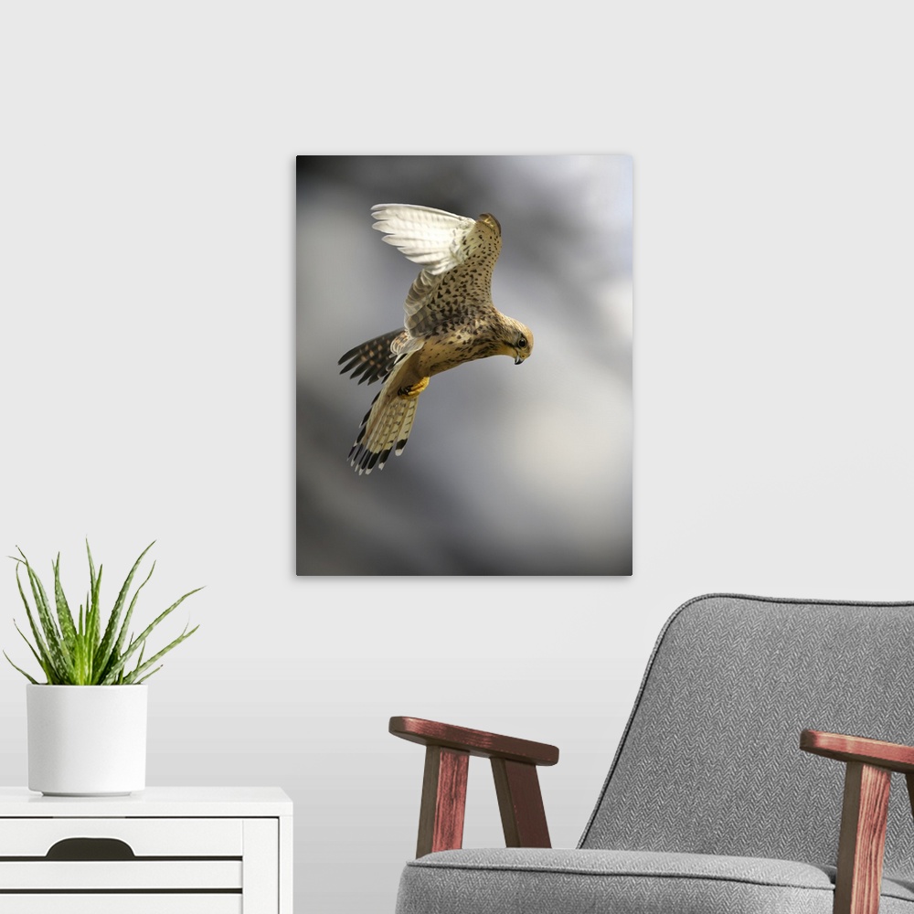 A modern room featuring Common kestrel (Falco tinnunculus) hunting for prey. The kestrel hovers by flying into the wind o...