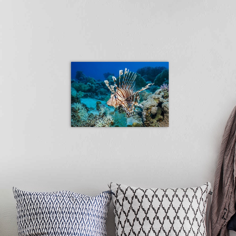 A bohemian room featuring Common lionfish (Pterois miles), also known as the devil firefish. It is often confused with the ...