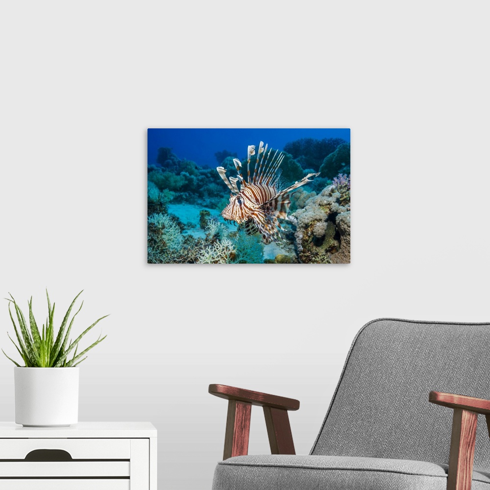 A modern room featuring Common lionfish (Pterois miles), also known as the devil firefish. It is often confused with the ...
