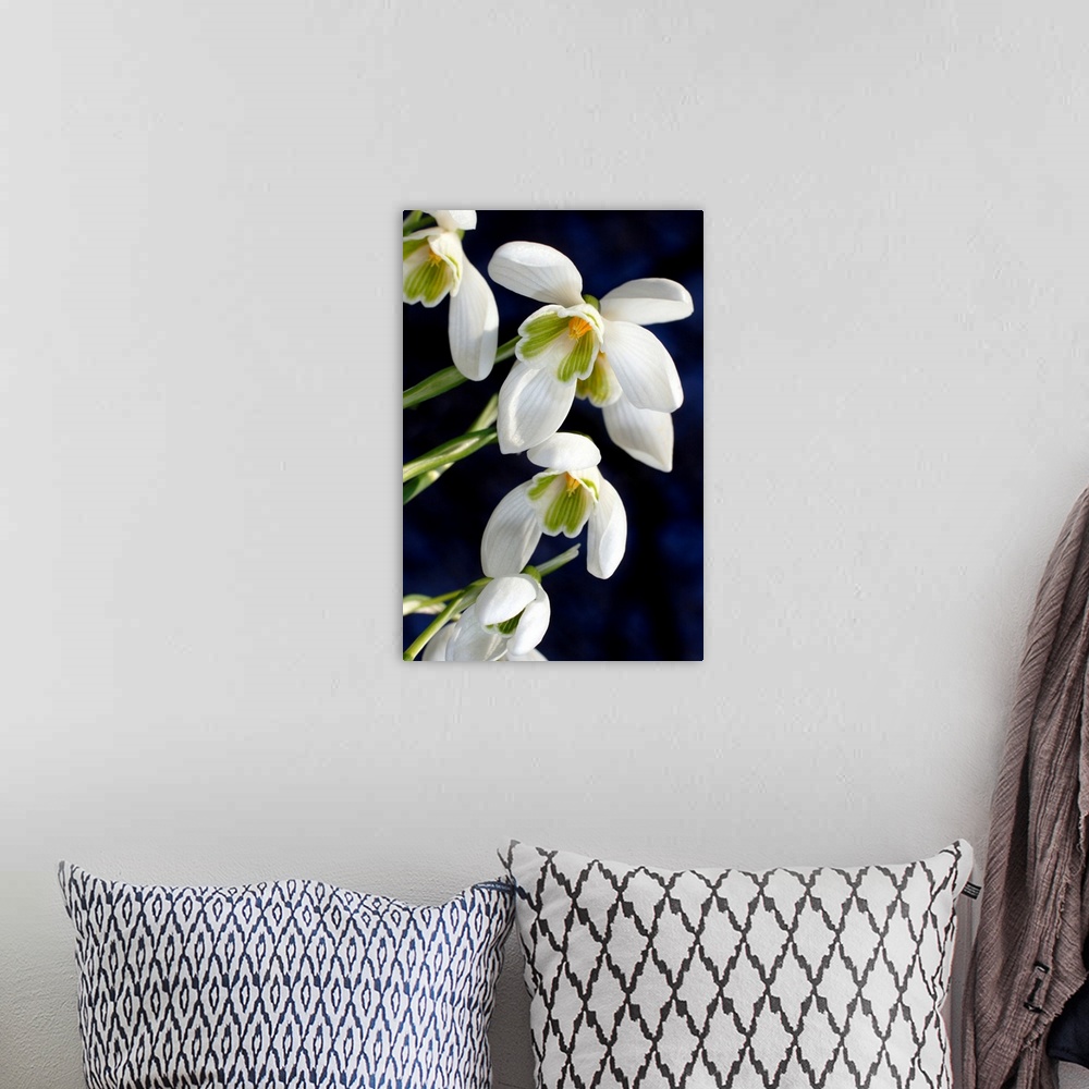 A bohemian room featuring Common snowdrops (Galanthus nivalis). Close-up of snowdrops flowering in spring. Photographed in ...