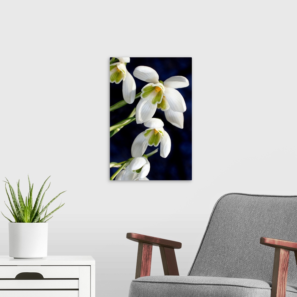 A modern room featuring Common snowdrops (Galanthus nivalis). Close-up of snowdrops flowering in spring. Photographed in ...