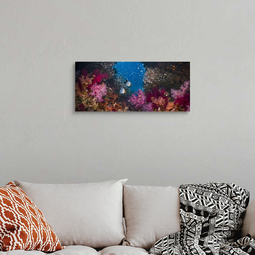 A bohemian room featuring Composite image of coral reef, West Papua, Indonesia.