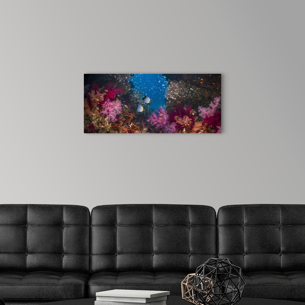 A modern room featuring Composite image of coral reef, West Papua, Indonesia.