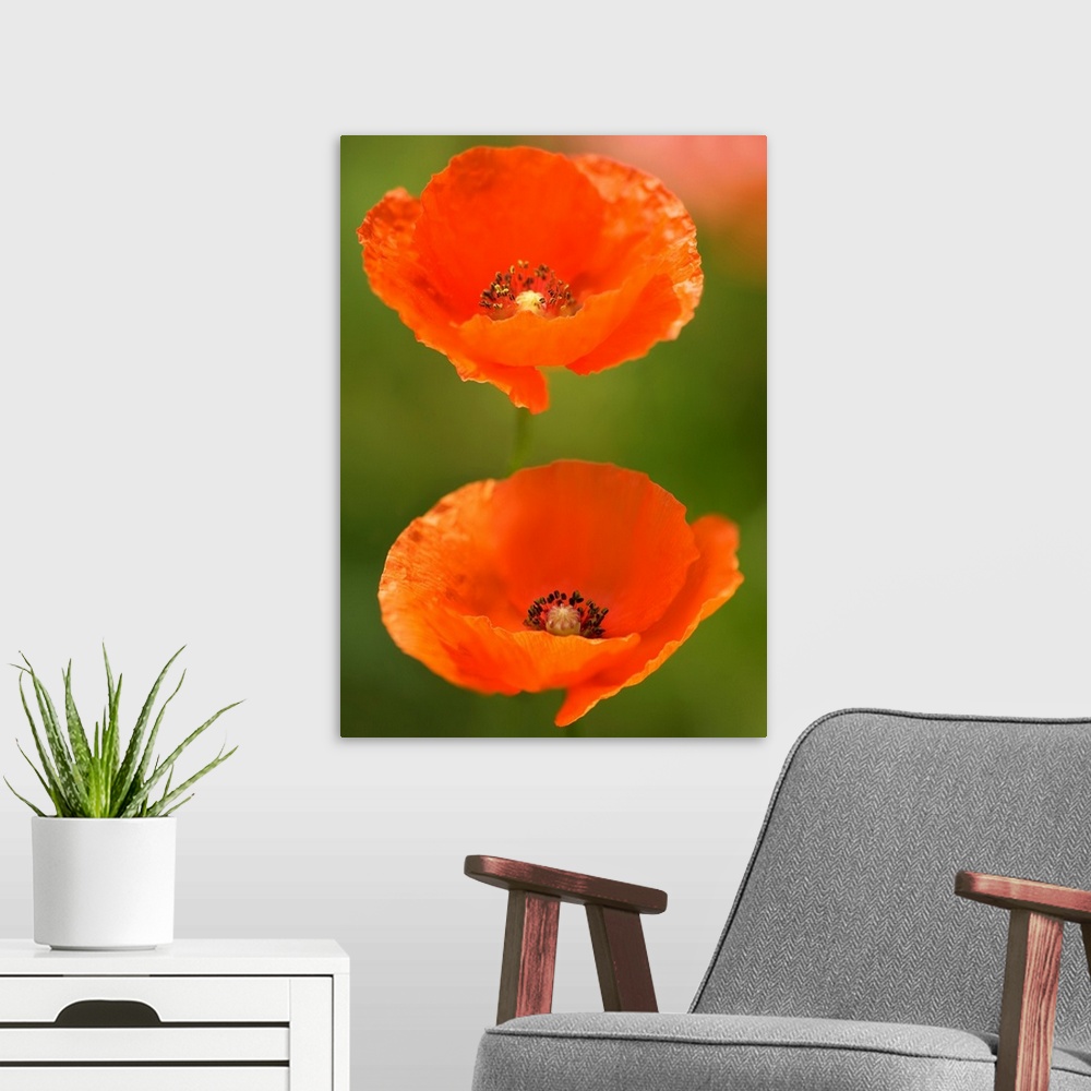 A modern room featuring Corn poppies (Papaver rhoeas). Photographed in Maryland, USA.