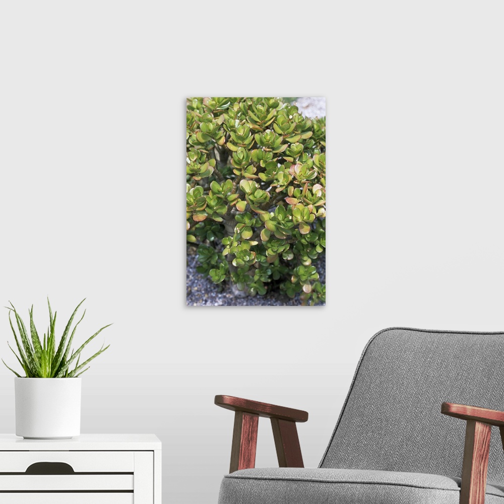 A modern room featuring Crassula (Crassula ovata) plant.