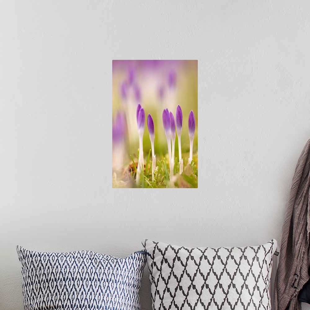 A bohemian room featuring Crocus flowers (Crocus tommasinianus) growing out of a lawn.