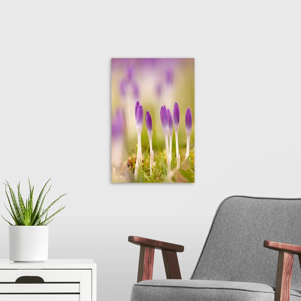 A modern room featuring Crocus flowers (Crocus tommasinianus) growing out of a lawn.