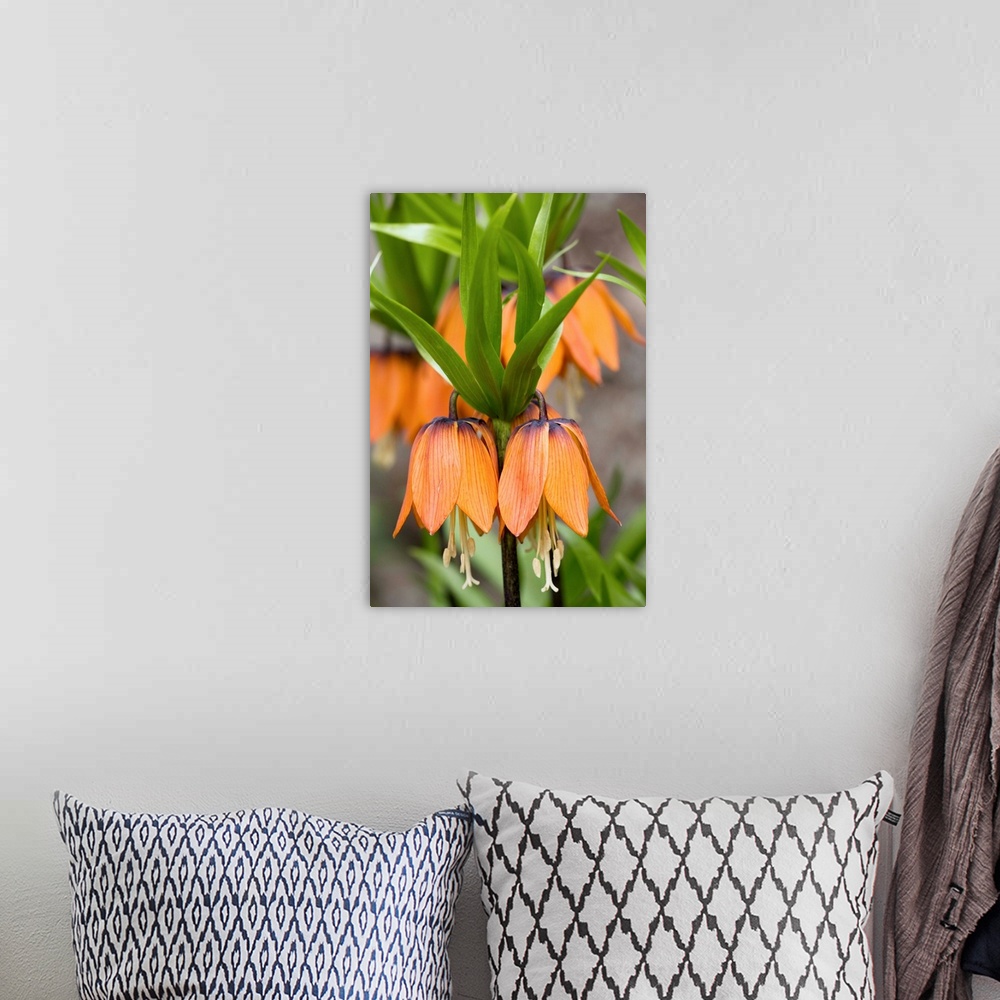 A bohemian room featuring Crown imperial flowers (Fritillaria imperialis) in a garden. This plant is originally from Centra...