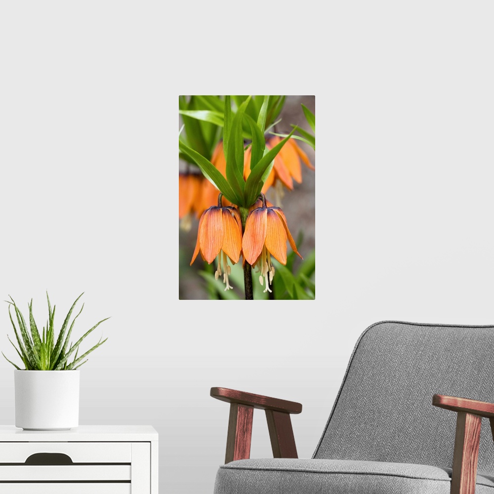 A modern room featuring Crown imperial flowers (Fritillaria imperialis) in a garden. This plant is originally from Centra...