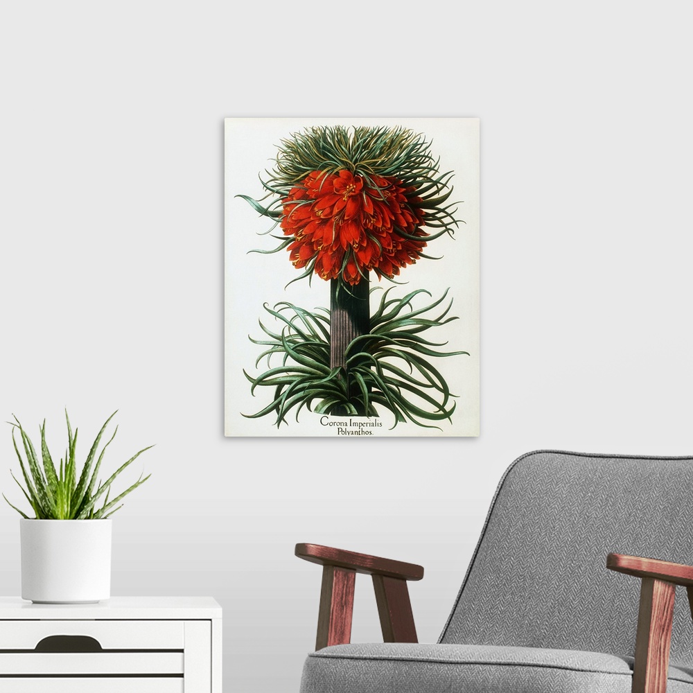 A modern room featuring Crown imperial plant. Historical artwork of crown imperial (Fritillaria imperialis), a giant memb...