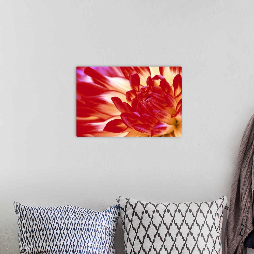 A bohemian room featuring A warmly colored dahlia flower is photographed closely to show the detail in the center.