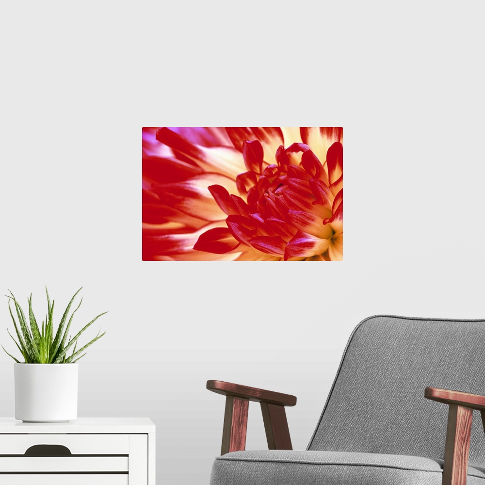 A modern room featuring A warmly colored dahlia flower is photographed closely to show the detail in the center.