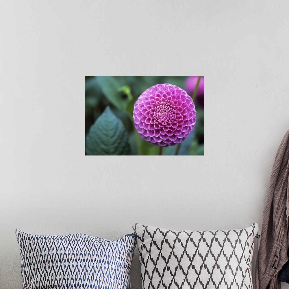 A bohemian room featuring Dahlia flower (Dahlia sp.). Dahlias are ornamental flowers that are cultivated in a wide variety ...