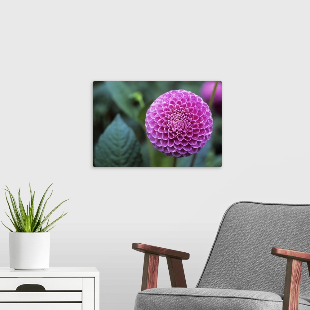 A modern room featuring Dahlia flower (Dahlia sp.). Dahlias are ornamental flowers that are cultivated in a wide variety ...