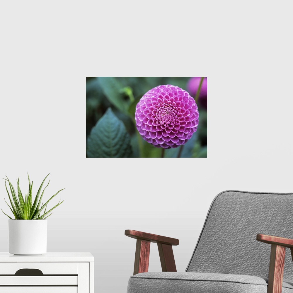 A modern room featuring Dahlia flower (Dahlia sp.). Dahlias are ornamental flowers that are cultivated in a wide variety ...