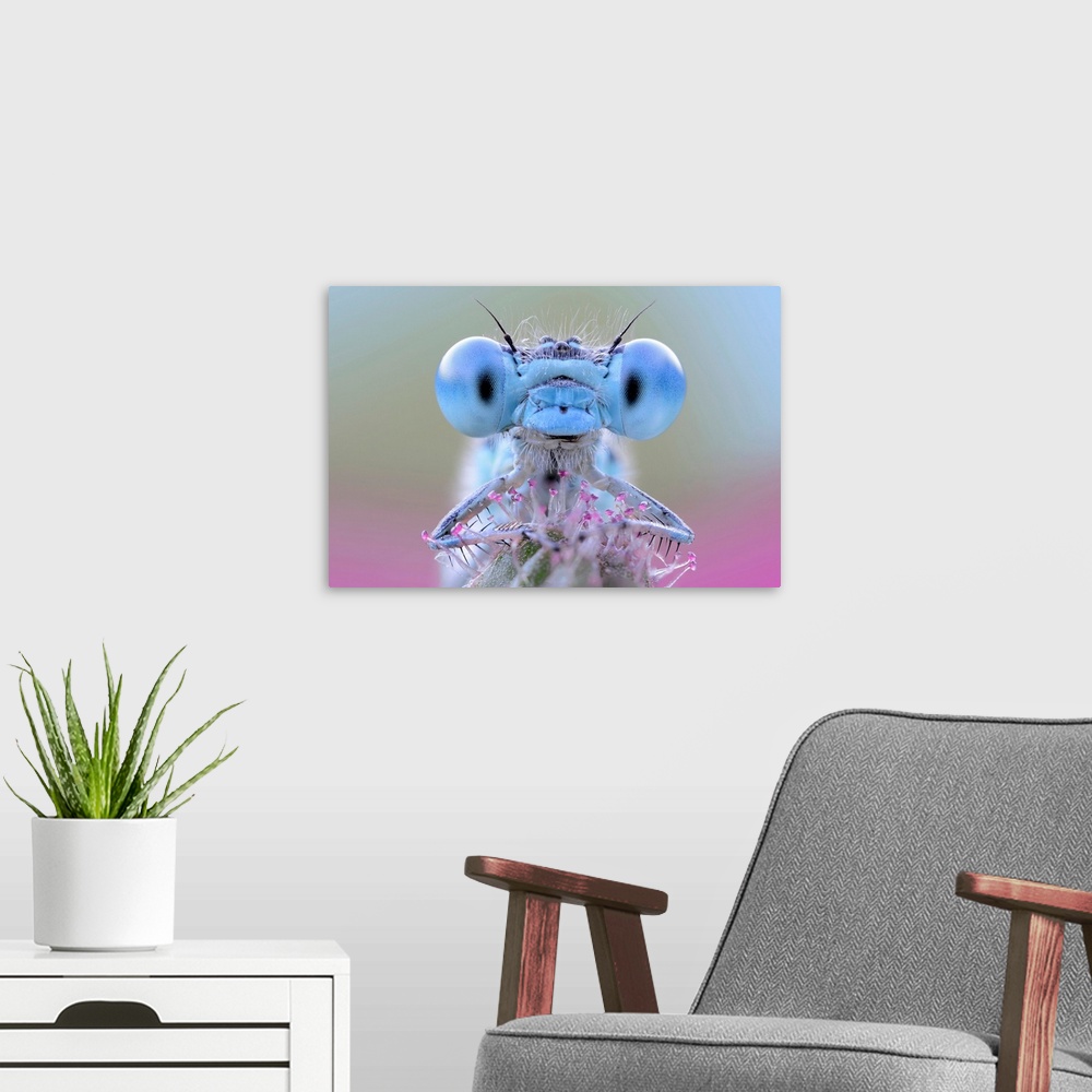 A modern room featuring Damselfly with blue eyes.