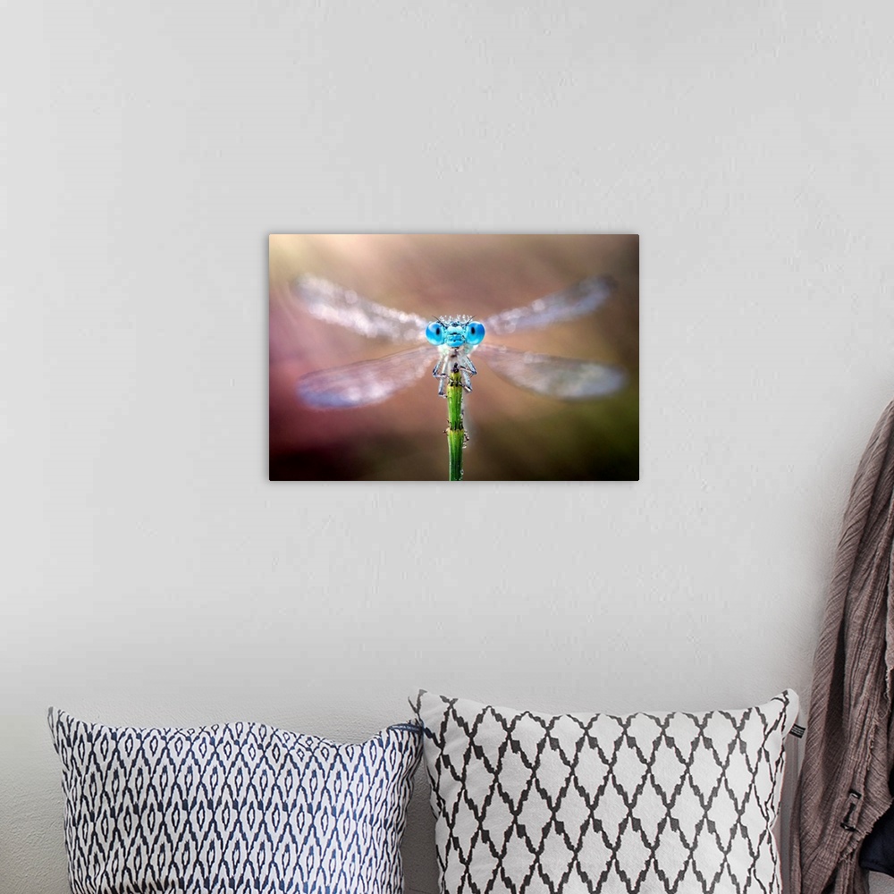 A bohemian room featuring Damselfly with its wings spread out.