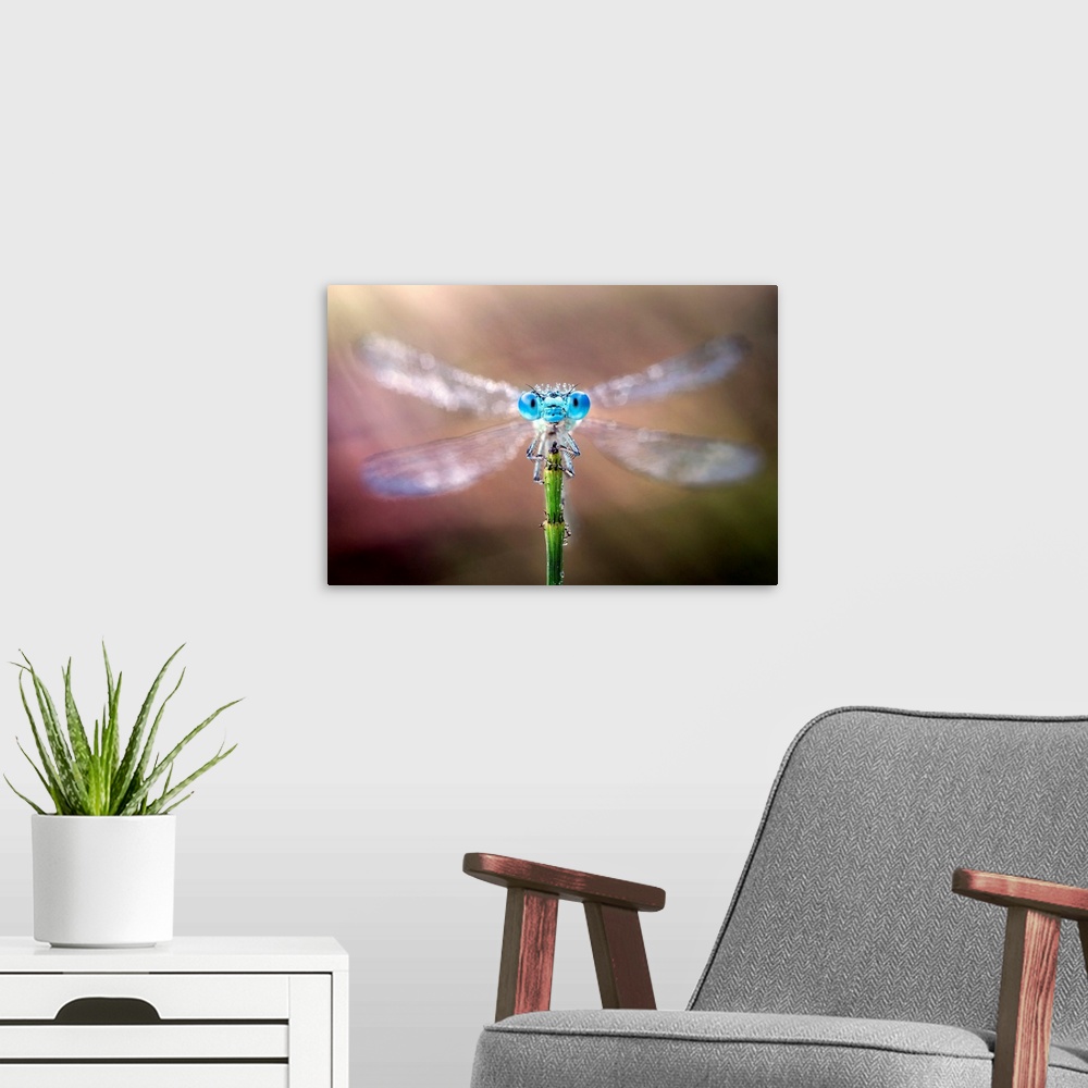 A modern room featuring Damselfly with its wings spread out.