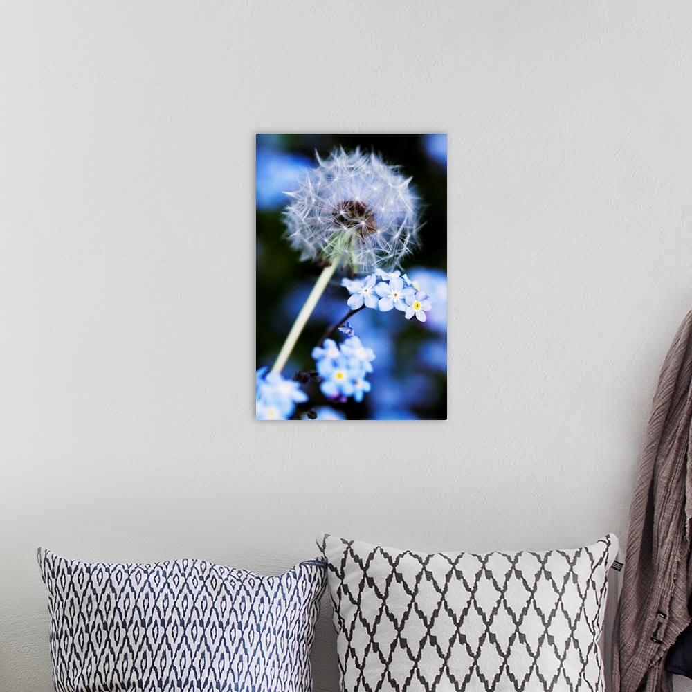 A bohemian room featuring Dandelion (Taraxacum officinale) seed head. Each seed is topped by a parachute of fine hairs (a p...