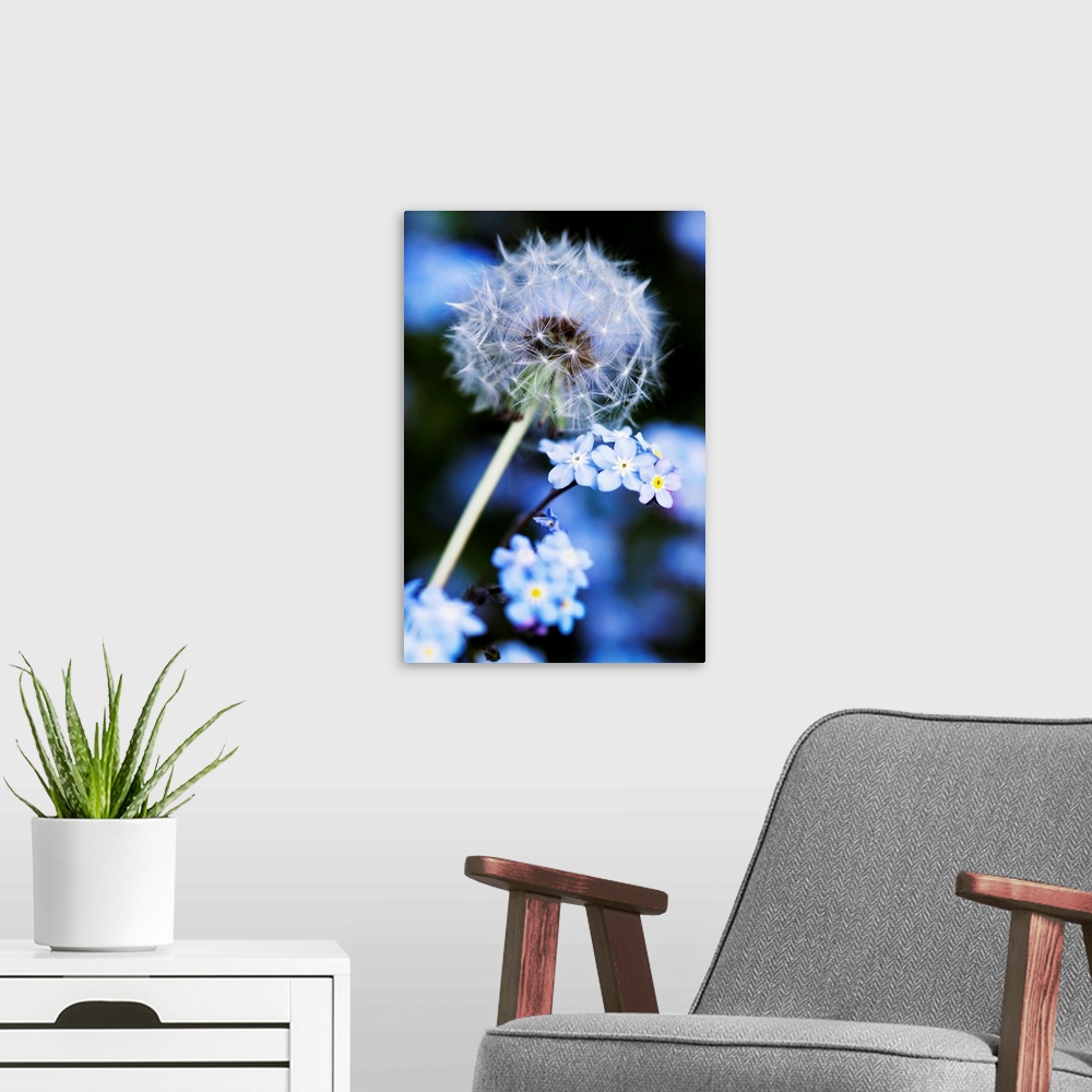 A modern room featuring Dandelion (Taraxacum officinale) seed head. Each seed is topped by a parachute of fine hairs (a p...