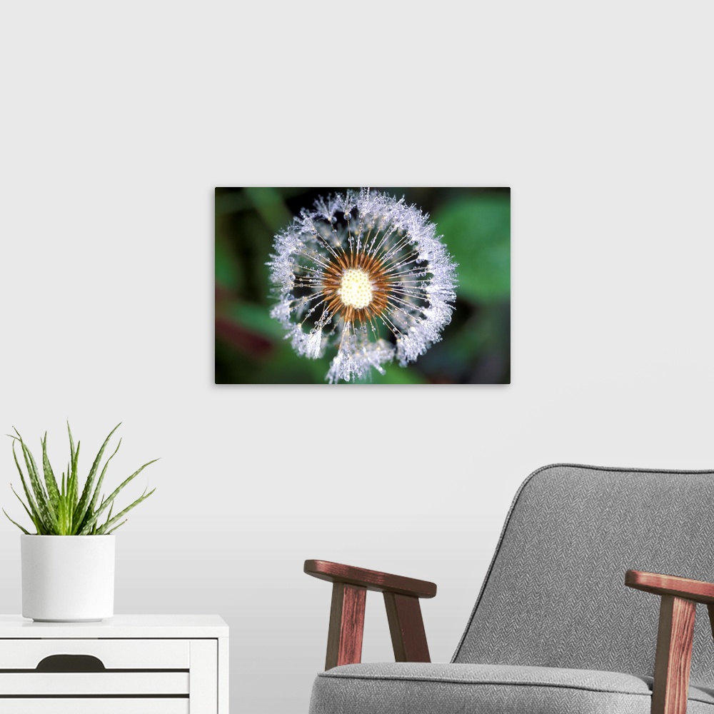 A modern room featuring Dandelion seed head. Close-up of dew drops on a dandelion (Taraxacum offinale) seed head. The see...