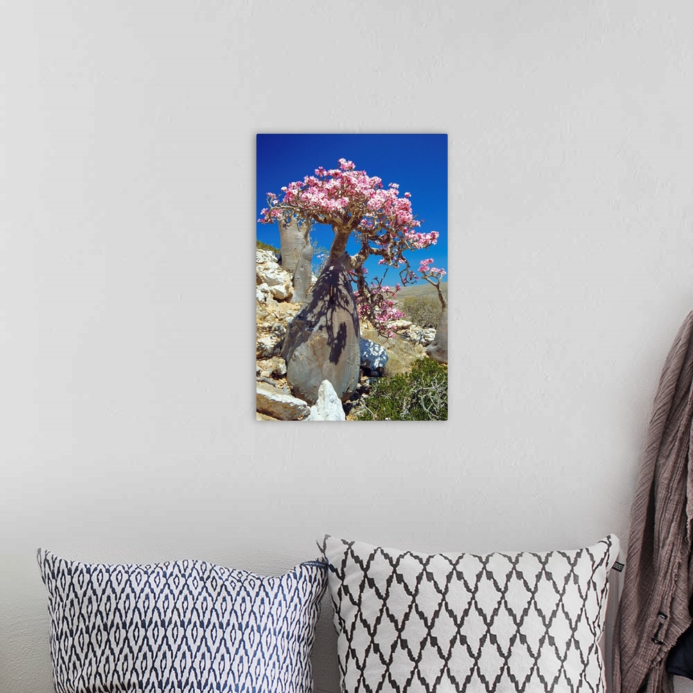 A bohemian room featuring Desert rose tree (Adenium obesum sokotranum) in a rocky landscape. This subspecies of the desert ...