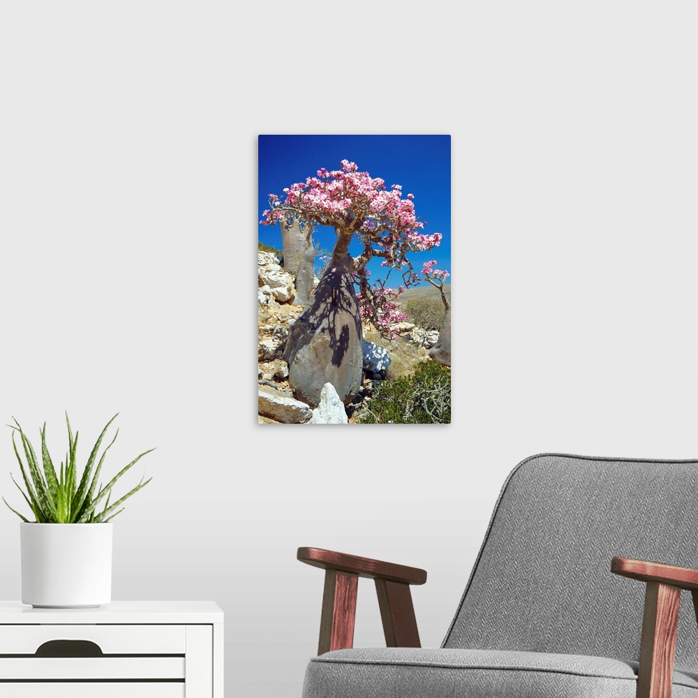 A modern room featuring Desert rose tree (Adenium obesum sokotranum) in a rocky landscape. This subspecies of the desert ...