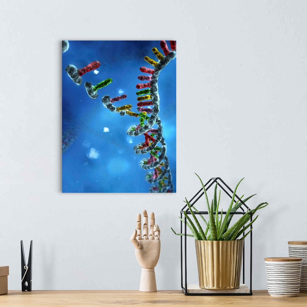 A bohemian room featuring DNA assembly. Computer artwork showing nucleic acid bases (upper left) binding together to form a...
