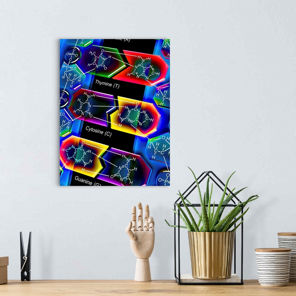 A bohemian room featuring DNA molecule. Computer artwork of a molecule of DNA (deoxyribonucleic acid) with the chemical for...