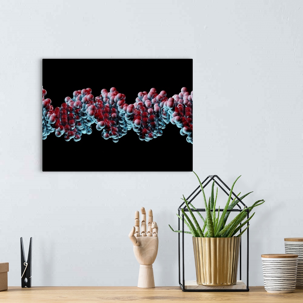 A bohemian room featuring DNA molecule. Computer artwork of a molecule of DNA (deoxyribonucleic acid). DNA is composed of t...
