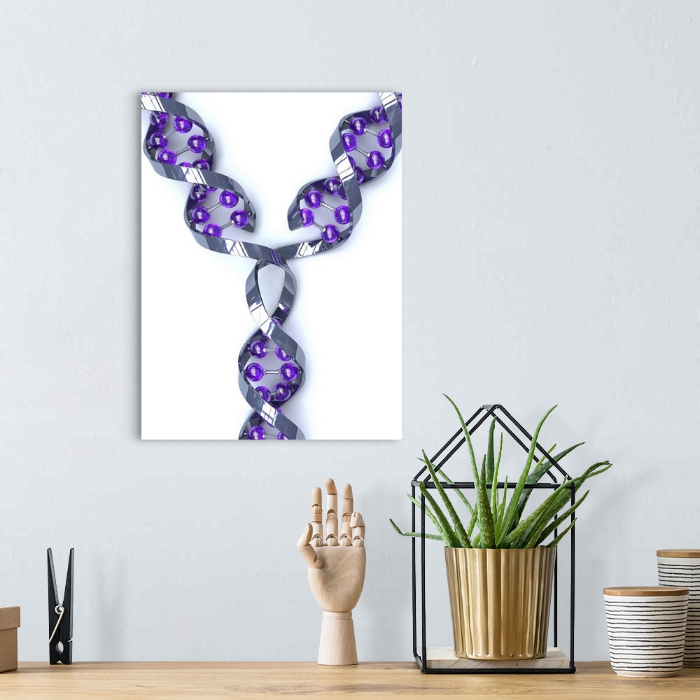 A bohemian room featuring DNA replication. Computer artwork of a DNA (deoxyribonucleic acid) molecule replicating. DNA is c...
