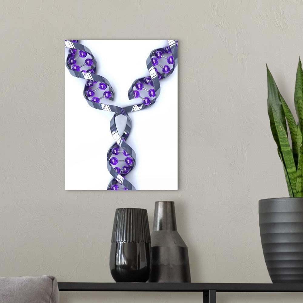 A modern room featuring DNA replication. Computer artwork of a DNA (deoxyribonucleic acid) molecule replicating. DNA is c...
