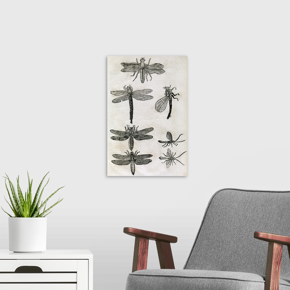 A modern room featuring Dragonflies, 17th century artwork. Dragonflies are predatory winged insects that feed on small in...