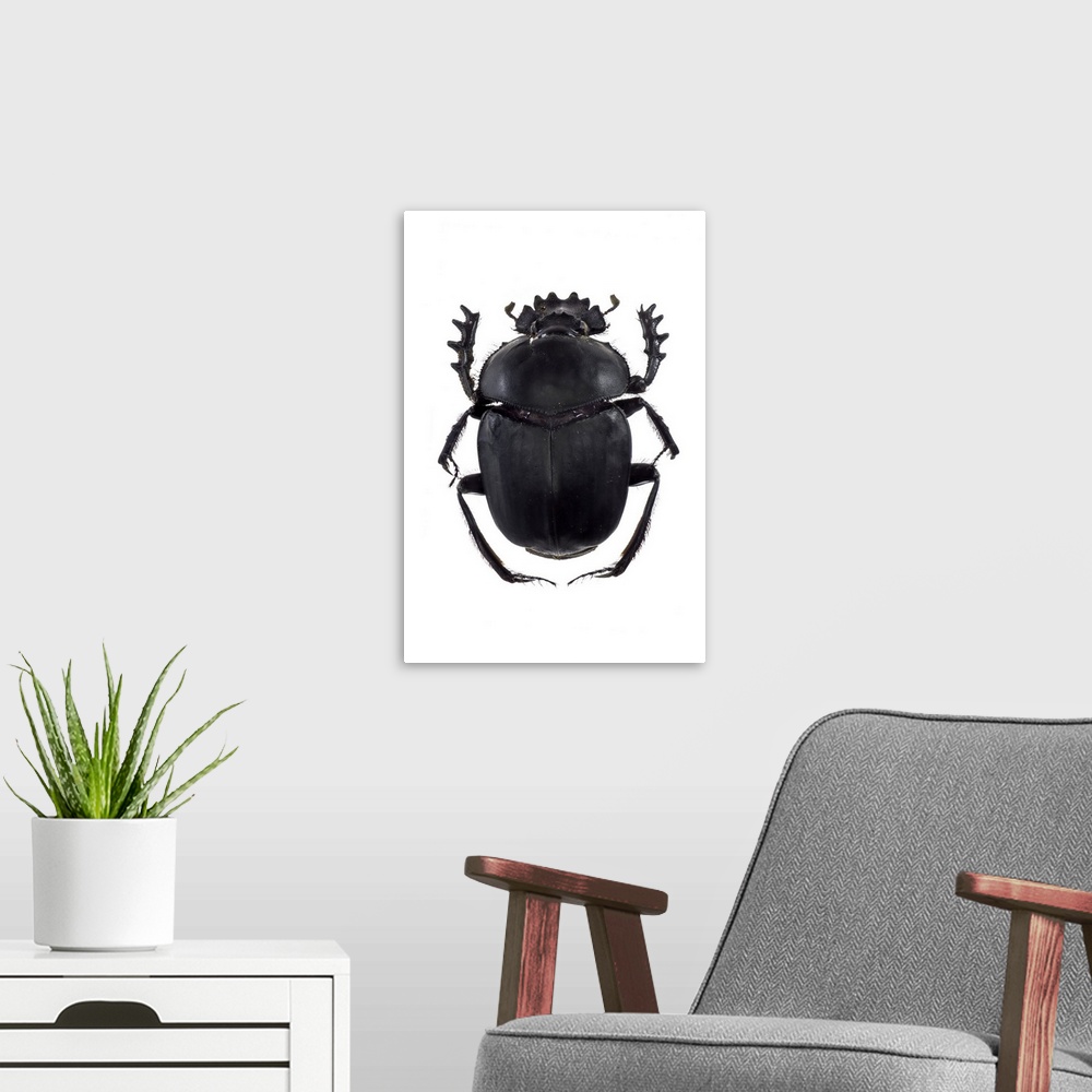 A modern room featuring Dung beetle (Scarabaeus sacer), a species of scarab beetle. This is a true dung beetle, which fee...