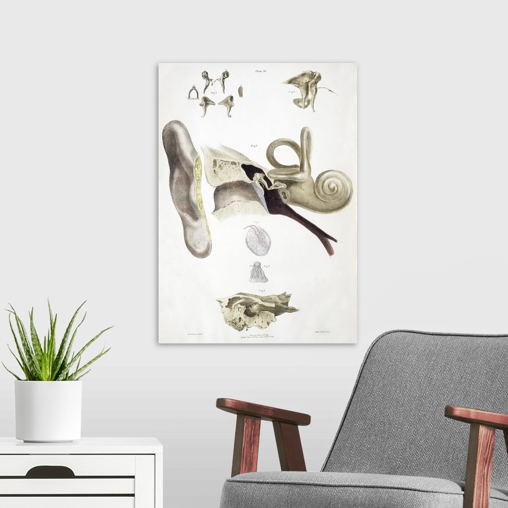 A modern room featuring Ear anatomy. Historical anatomical artwork of a human ear. The main diagram (centre) shows the ou...