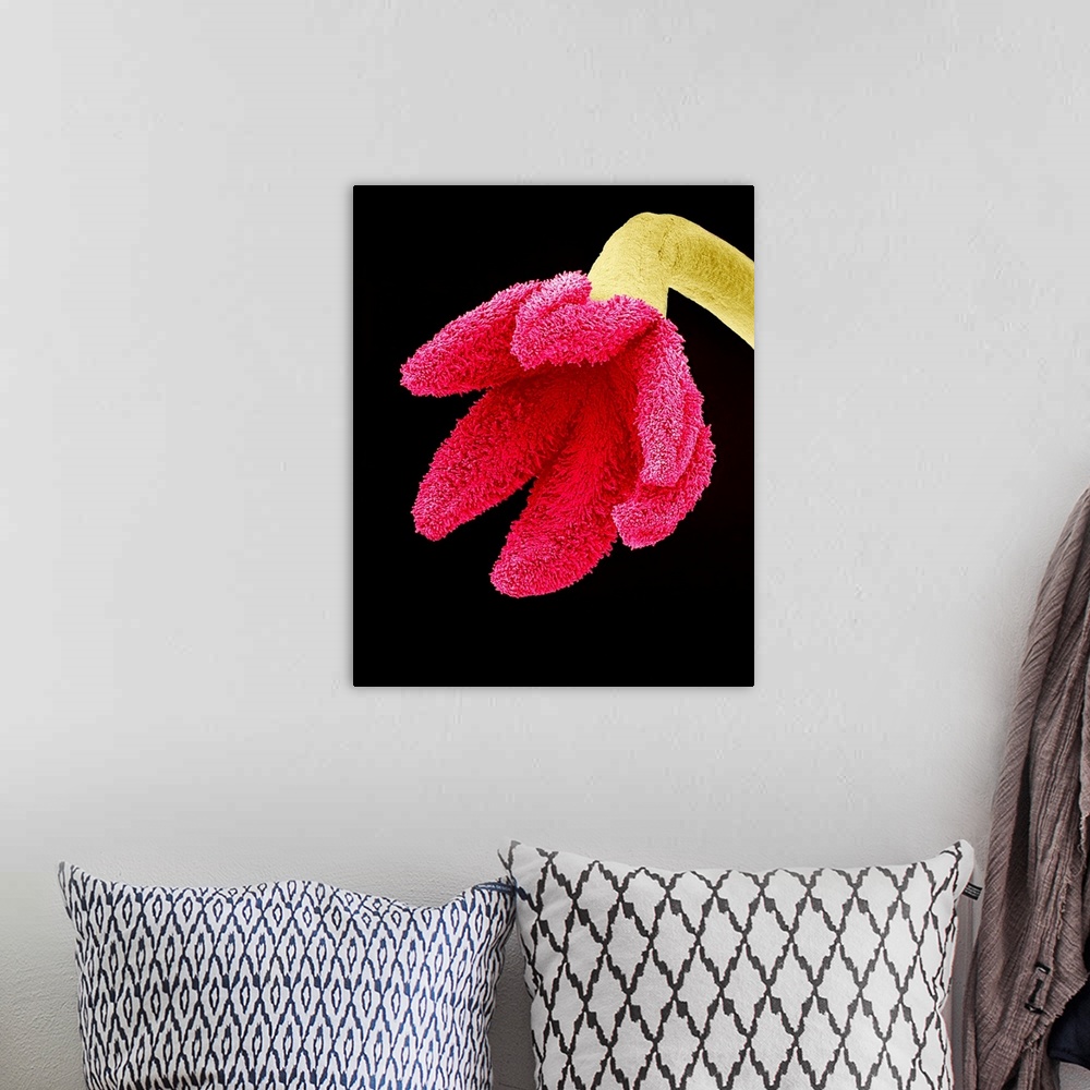 A bohemian room featuring Easter cactus stigma. Coloured scanning electron micrograph (SEM) of the stigma (pink) and style ...