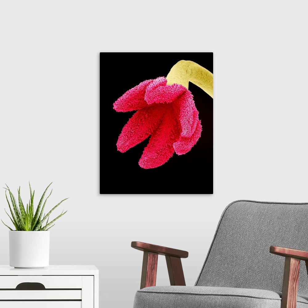 A modern room featuring Easter cactus stigma. Coloured scanning electron micrograph (SEM) of the stigma (pink) and style ...