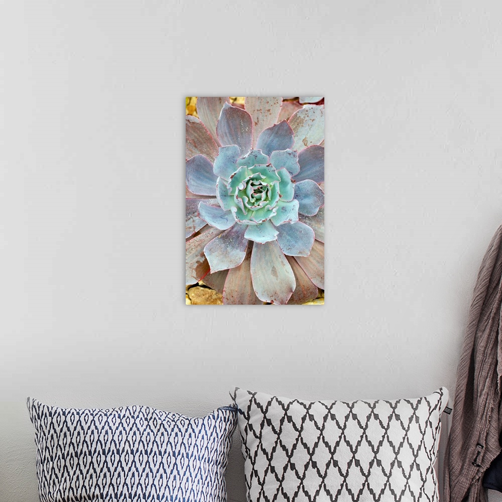A bohemian room featuring Echeveria 'Afterglow' plant. This plant is a succulent, adapted for arid environments.