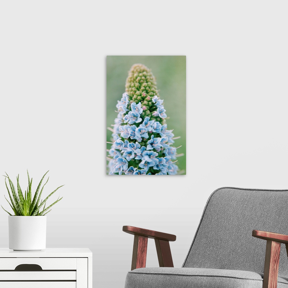 A modern room featuring Echium flowers. Close-up of the flowers on an echium (Echium fastuosum), which is also known as t...